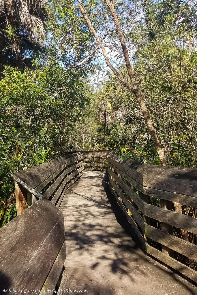 A boardwalk surrounded by trees