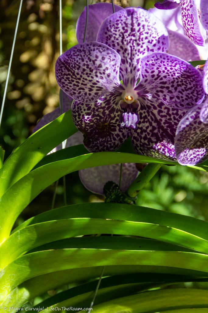 Orchids with violet tones