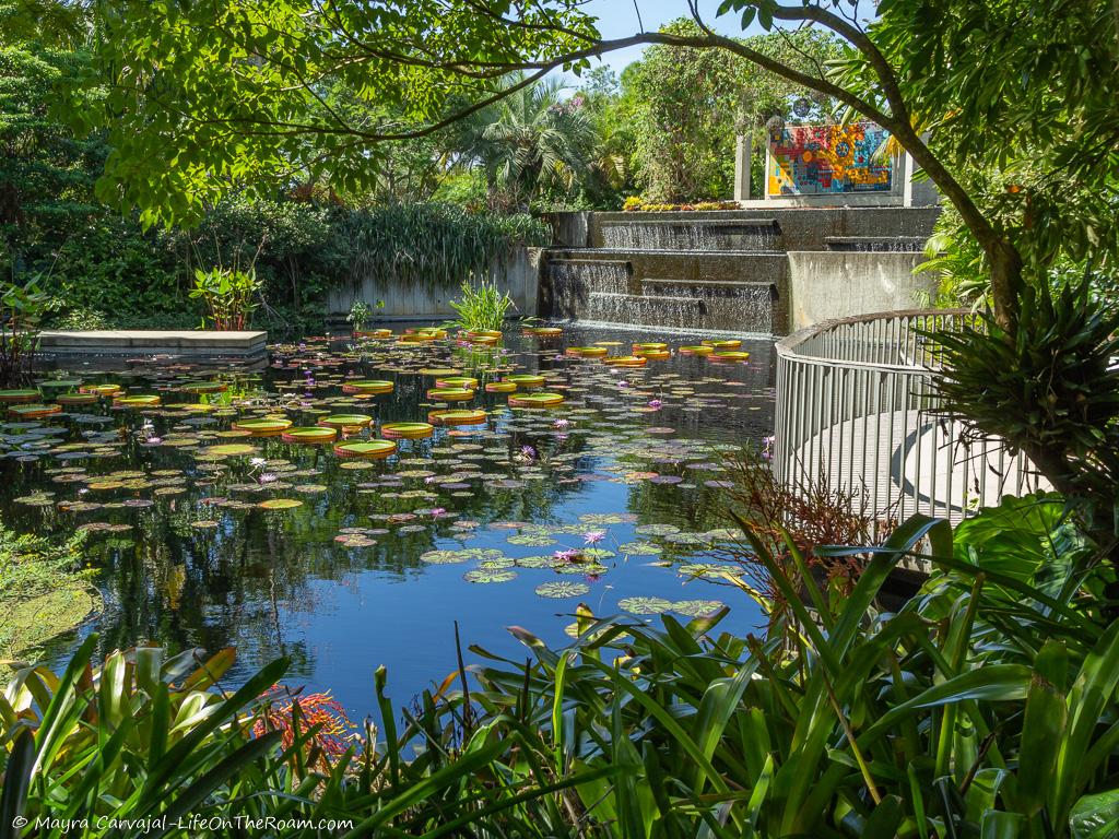 A pond with aquatic flowers with a colourful mural in the background