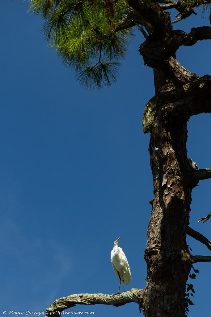 A white wading bird perched on a tree