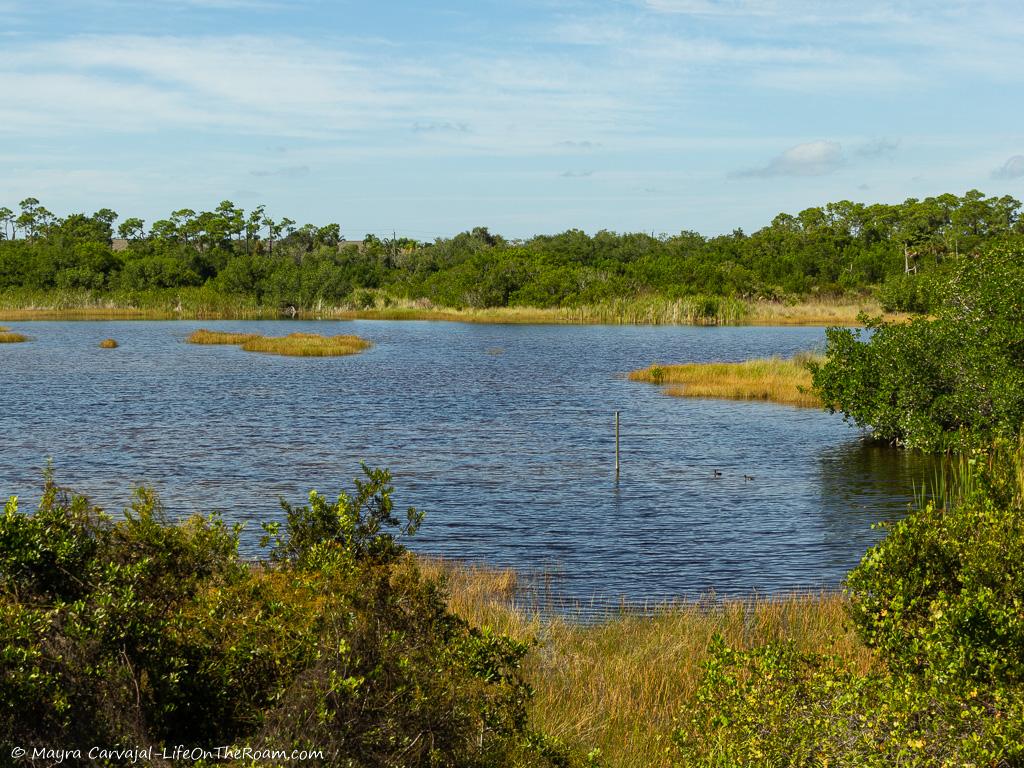 View of a marsh