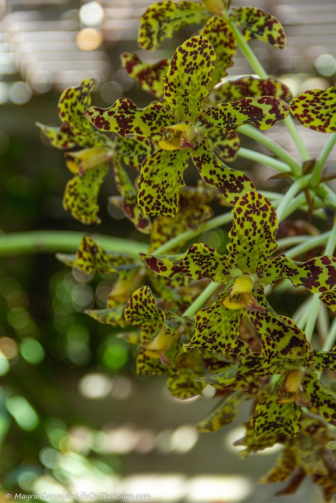 A yellowish green dotted orchid