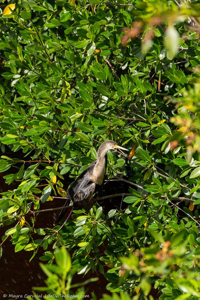 A bird perched on a leafy tree