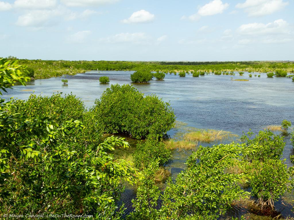 A bird's eye view of a marsh with mangroves