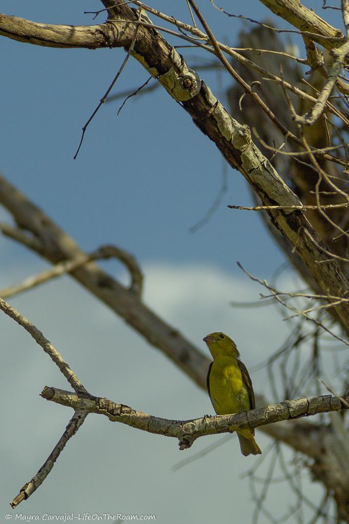 A small songbird on a tree with yellow feathers on its chest