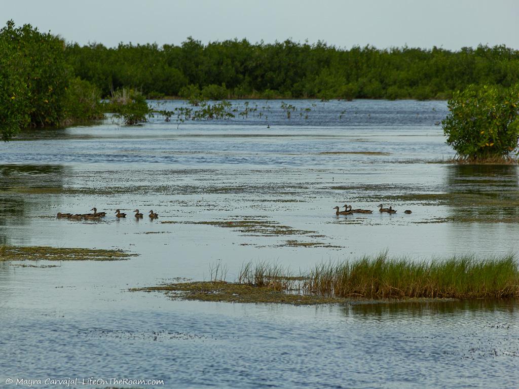 A marsh with ducks and mangrove islands