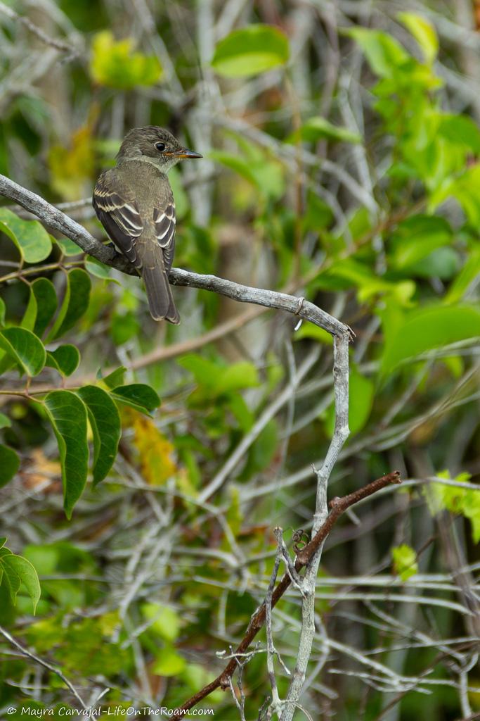 A small songbird with warm gray feathers