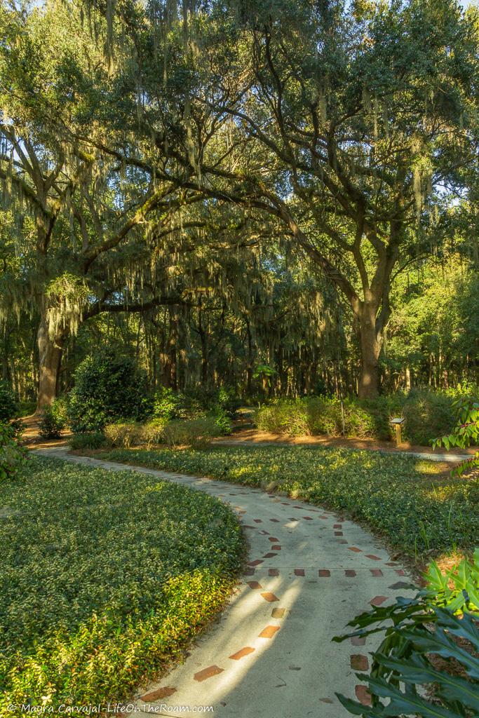 A curved path between tall trees