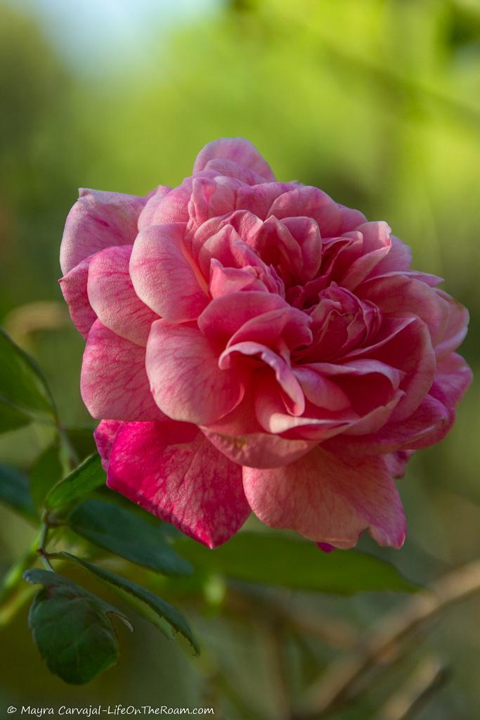 A pink and magenta rose