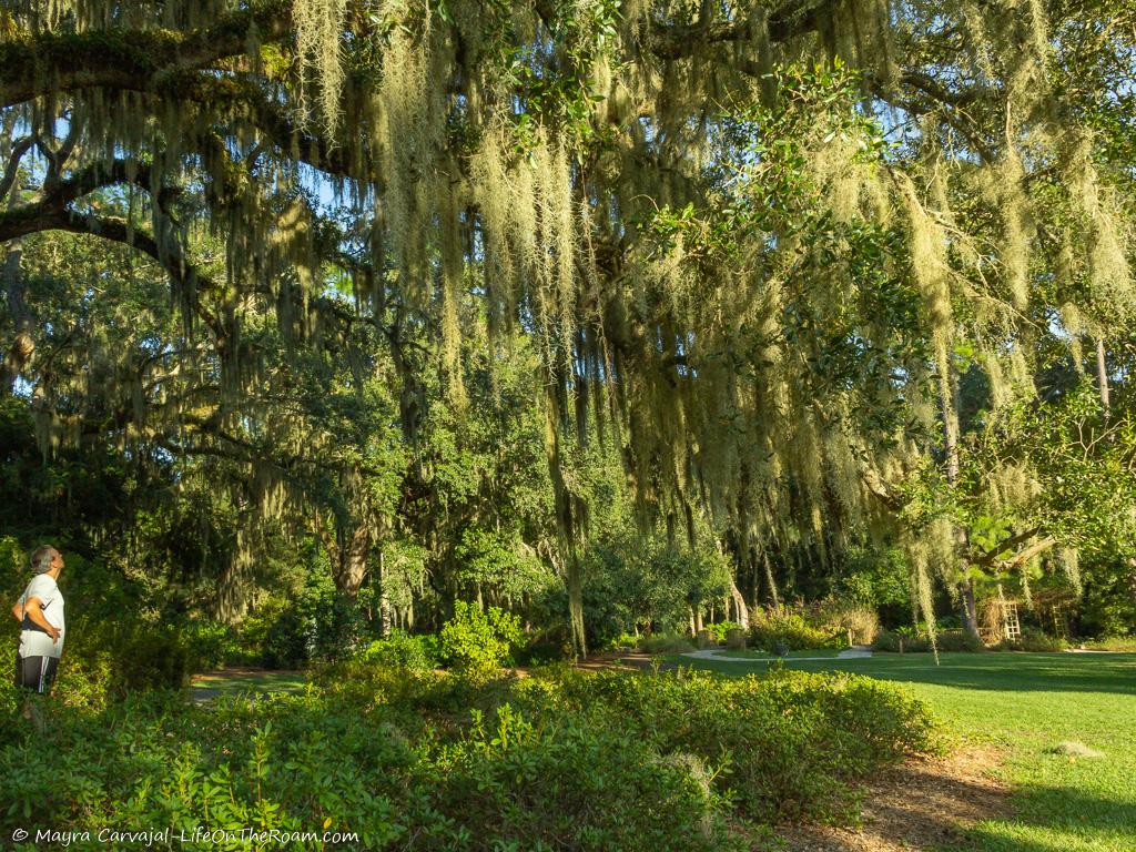 Oak trees with Spanish Moss in an urban park