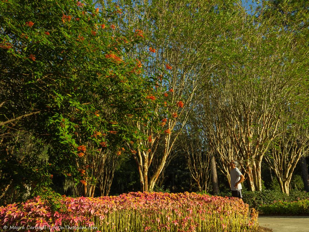 A formal garden with tall trees