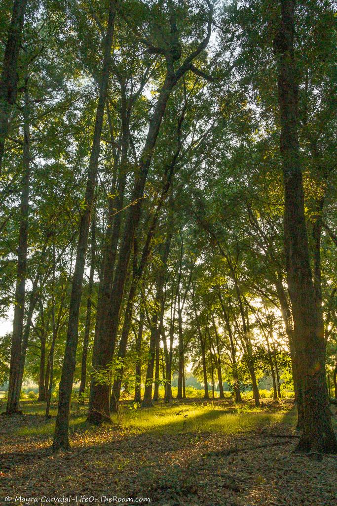 A forest with tall trees at sunset