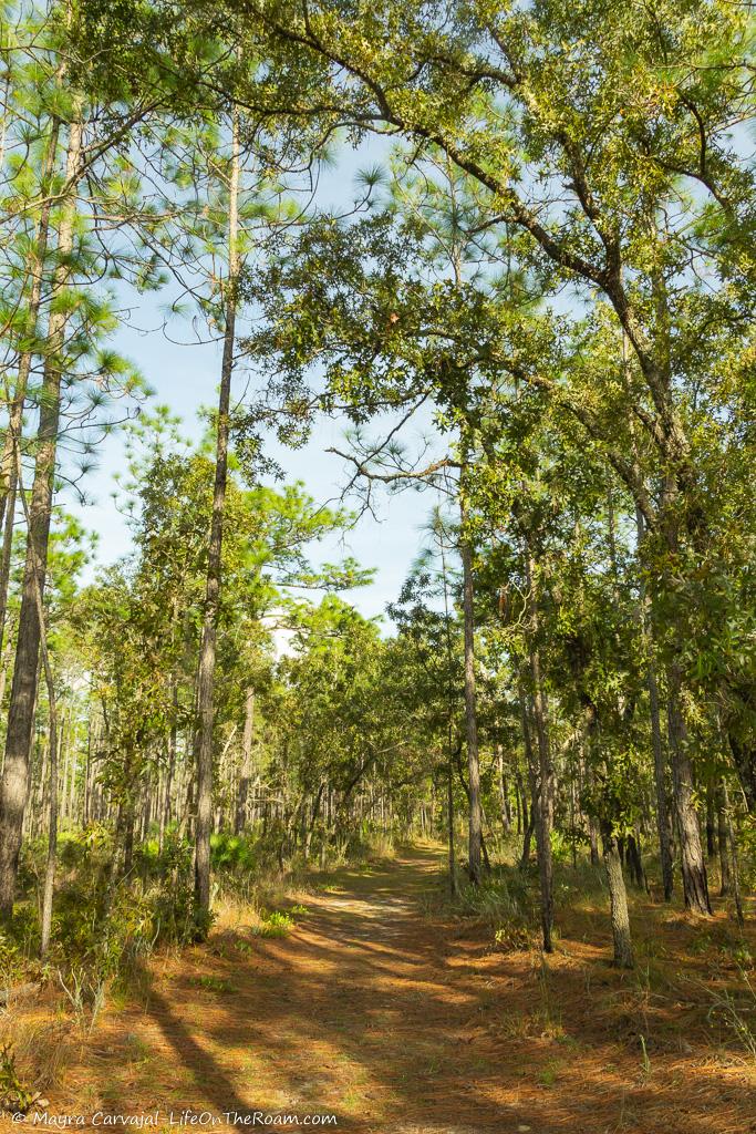 A trail under the shade of tall trees