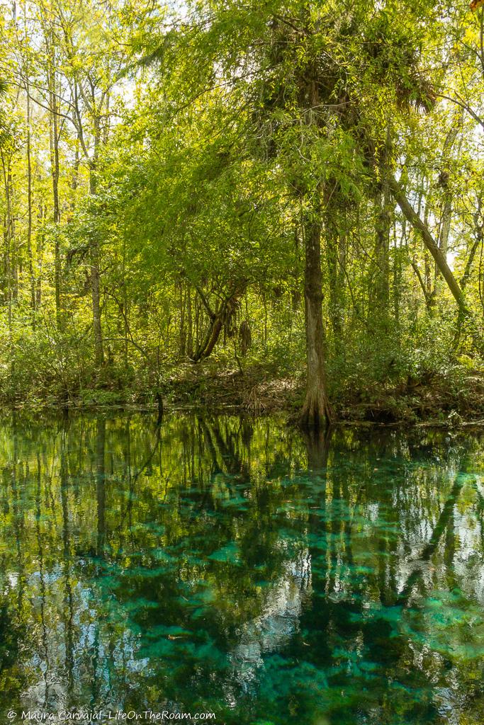 Reflection of the forest trees in a turquoise pond