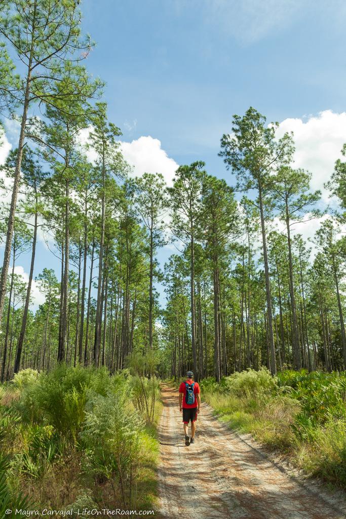 A trail with big pine trees and saw palmetto