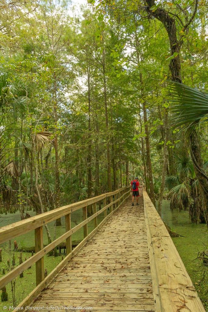 A boardwalk crossing a swamp