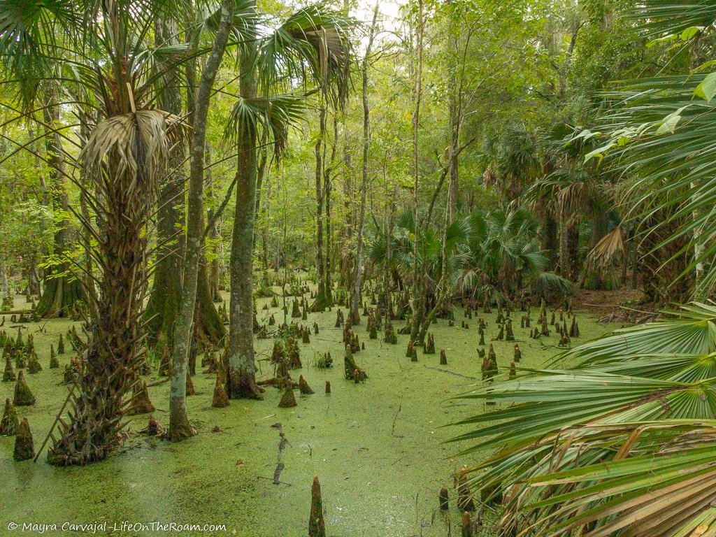 A swamp environment with trees