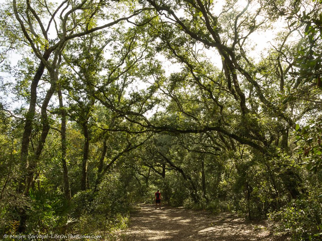 A trail flanked by big oaks