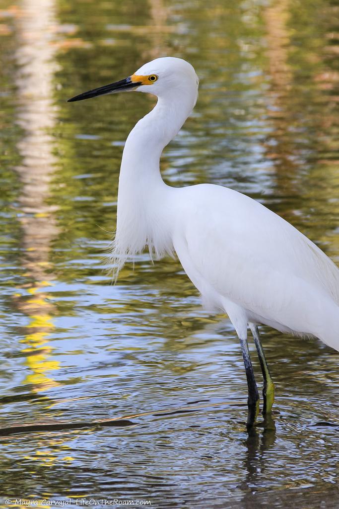 A white wading bird with yellow legs