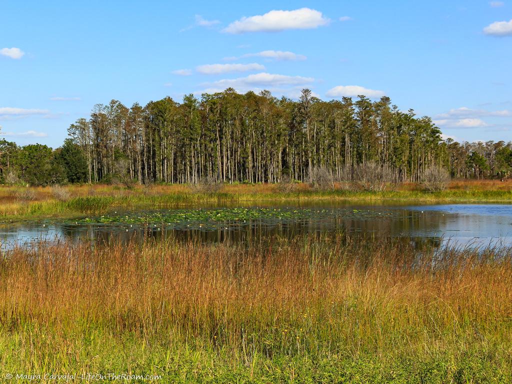 A cypress dome in front of a pond