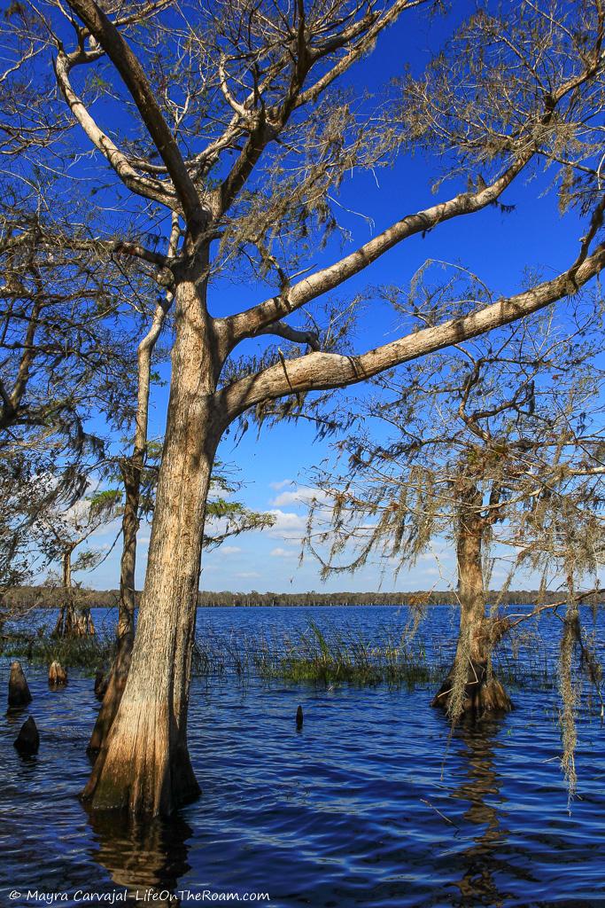 Bald cypress in a lake