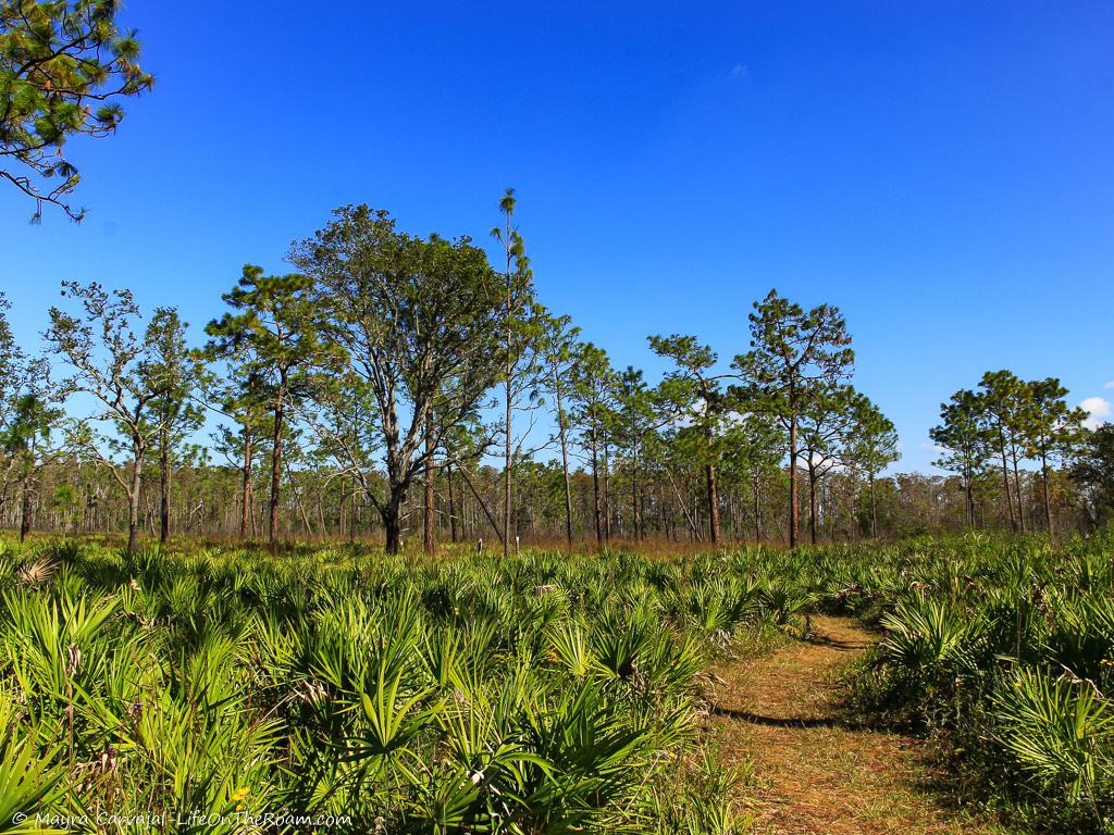 A trail with Pine Flatwoods and saw palmetto