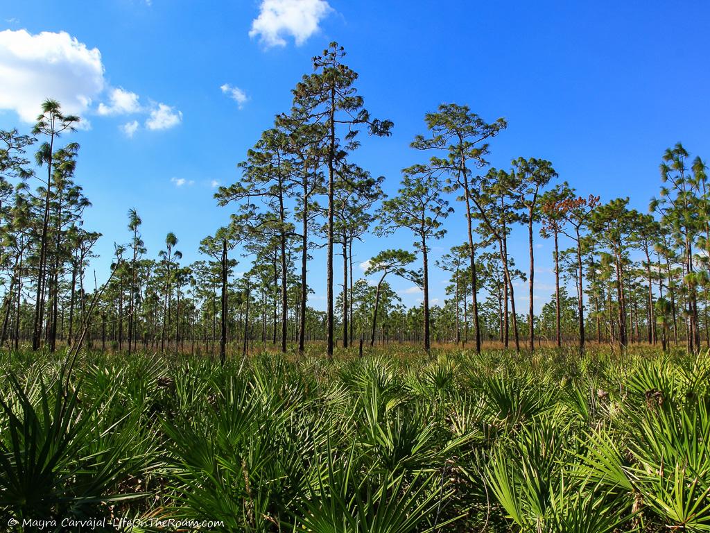 Saw palmetto with pine trees in the backdrop