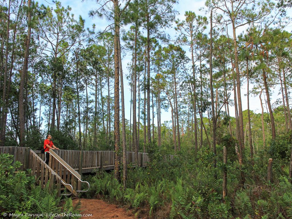 The entrance to an elevated boardwalk among tall pine trees