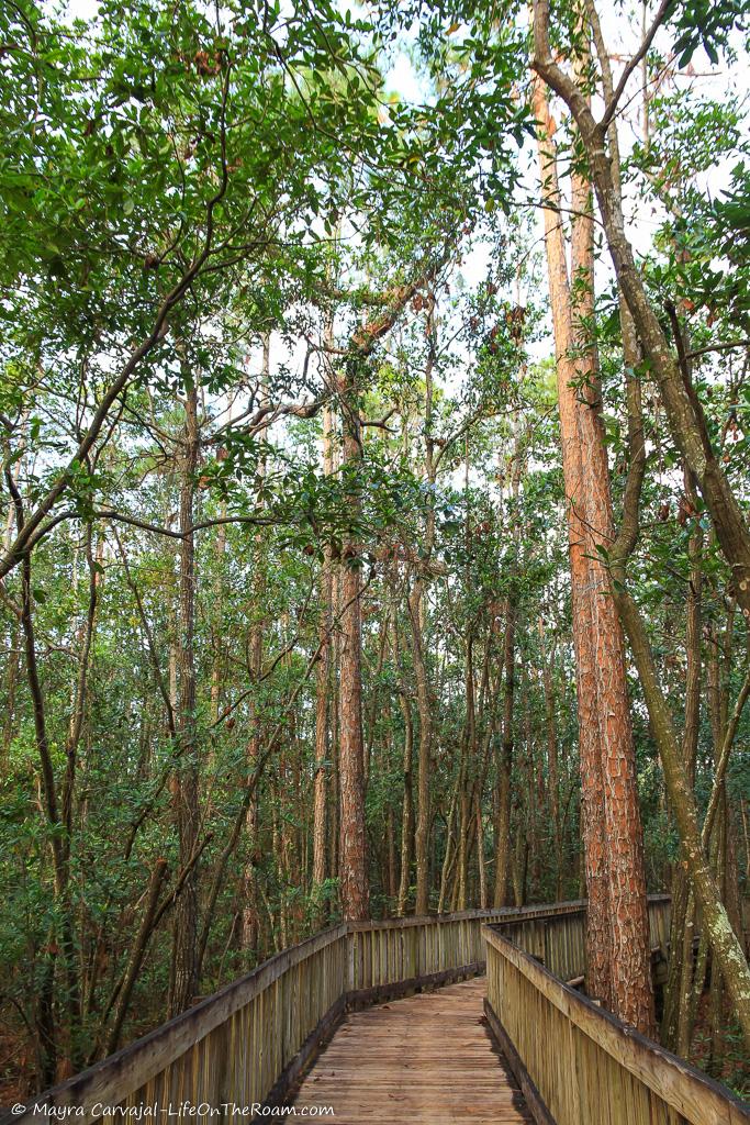 View of tall trees surrounding a boardwalk