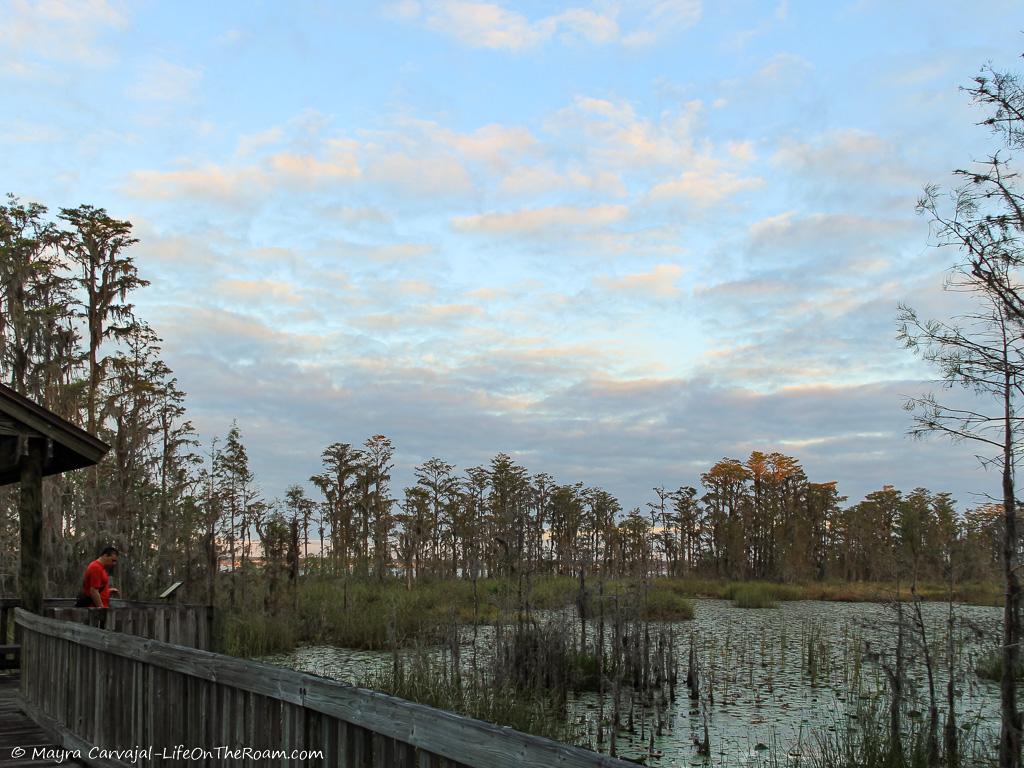 A platform view overlooking a sawgrass marsh