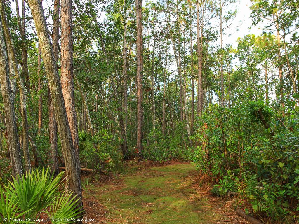 A trail with tall pine trees and saw palmettos