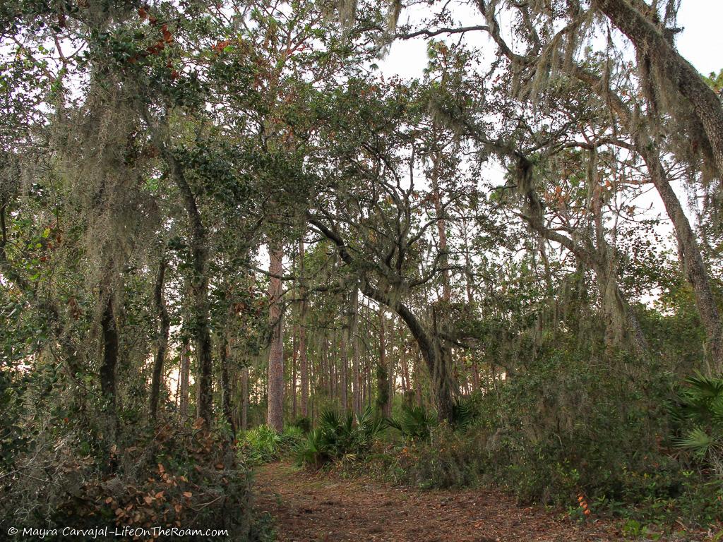 Trail with oak trees covered in Spanish Moss