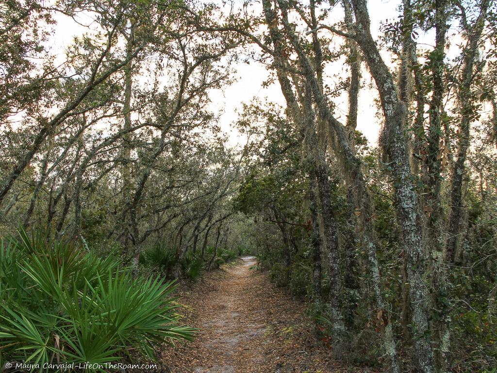 A hiking trail with oak trees