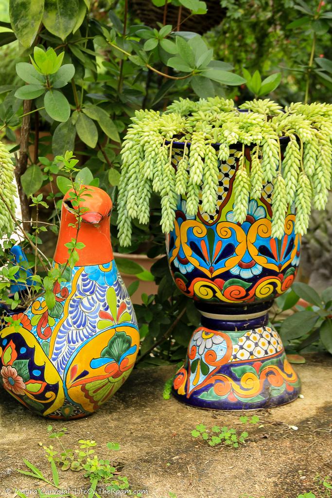 Colourful small planters with plants