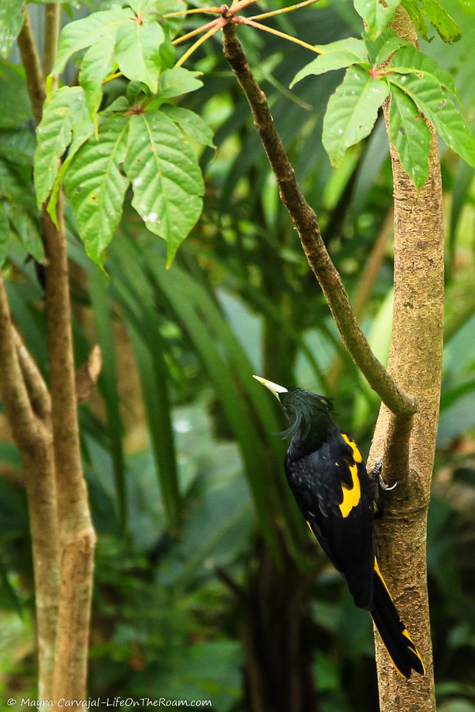 A black and yellow bird on a tree