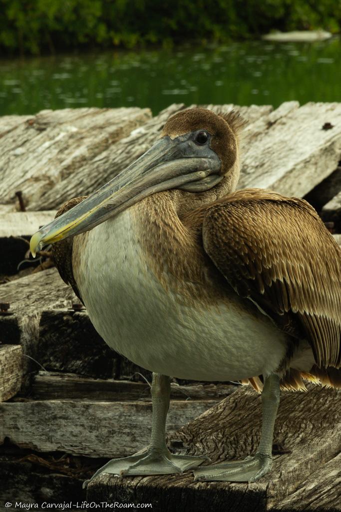 A pelican