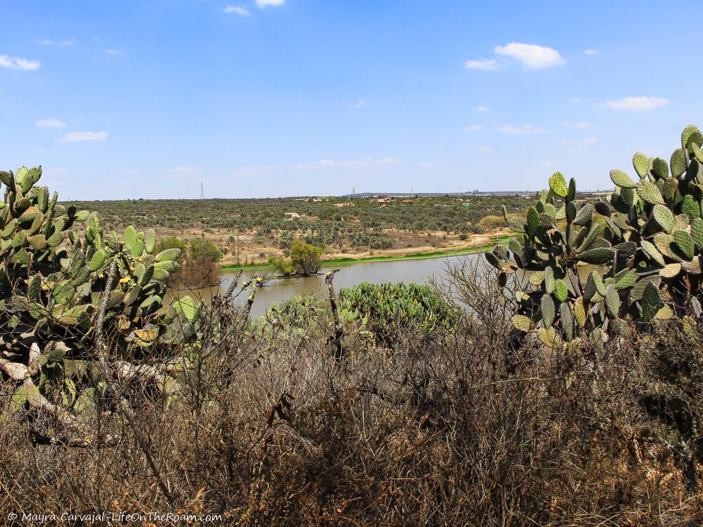 A view of a water reservoir through cacti and shrubs