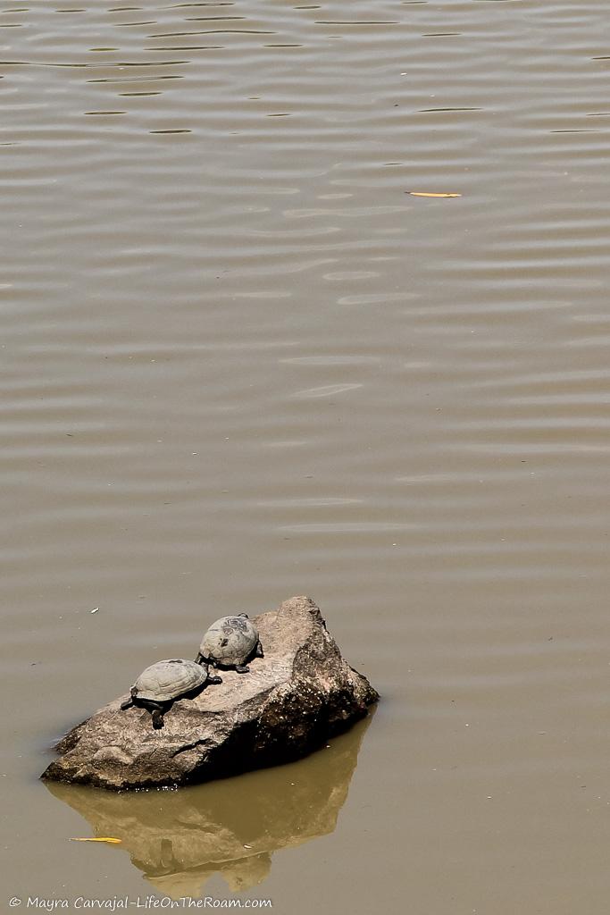 Two turtles on a rock in the water