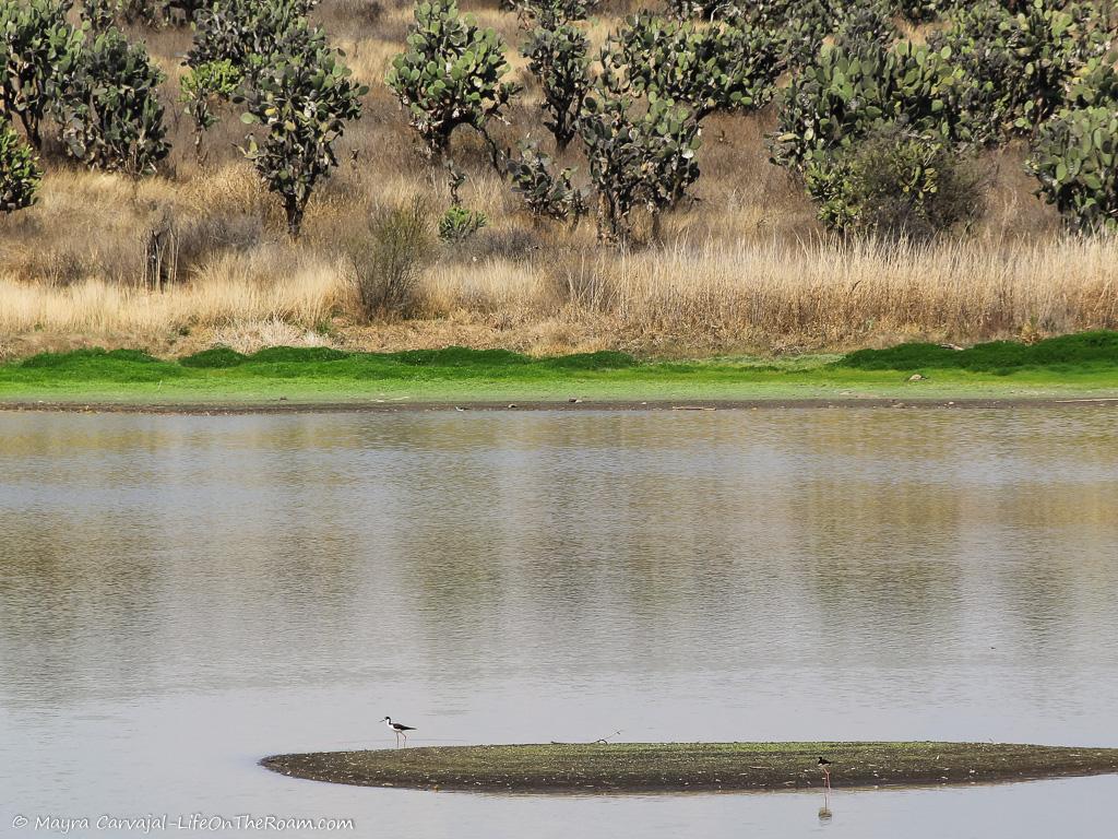 A water reservoir with birds in wetlands