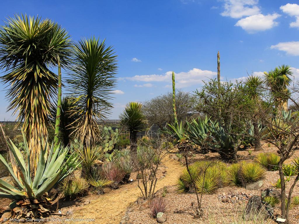 A garden with plants of the semi desert landscape