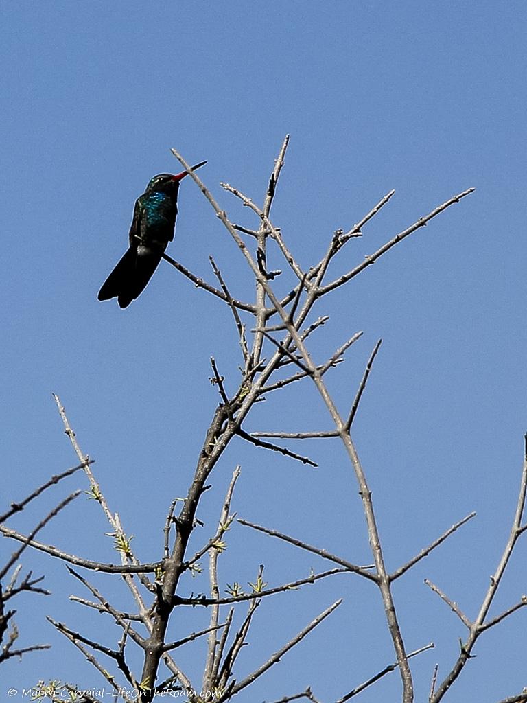 A hummingbird on a branch