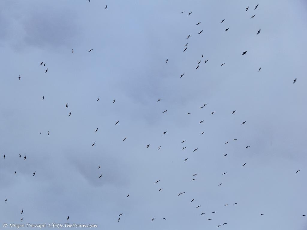 Birds populating the sky