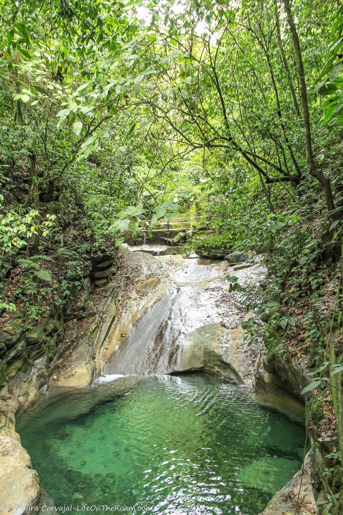 A small cascade in a jungle