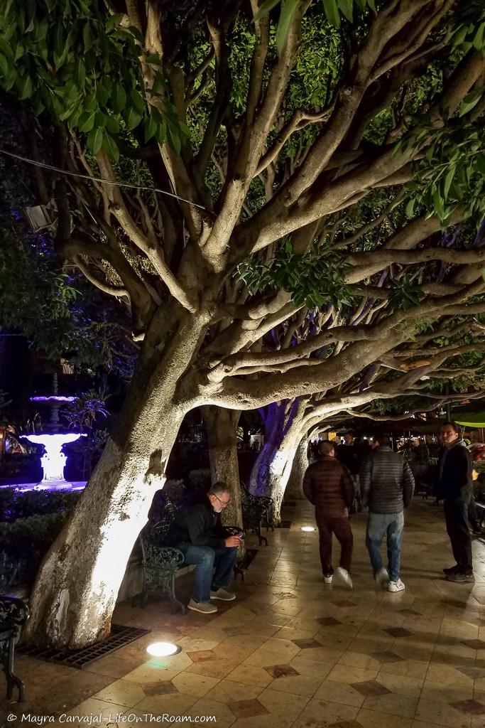 A park with trees lit up at night