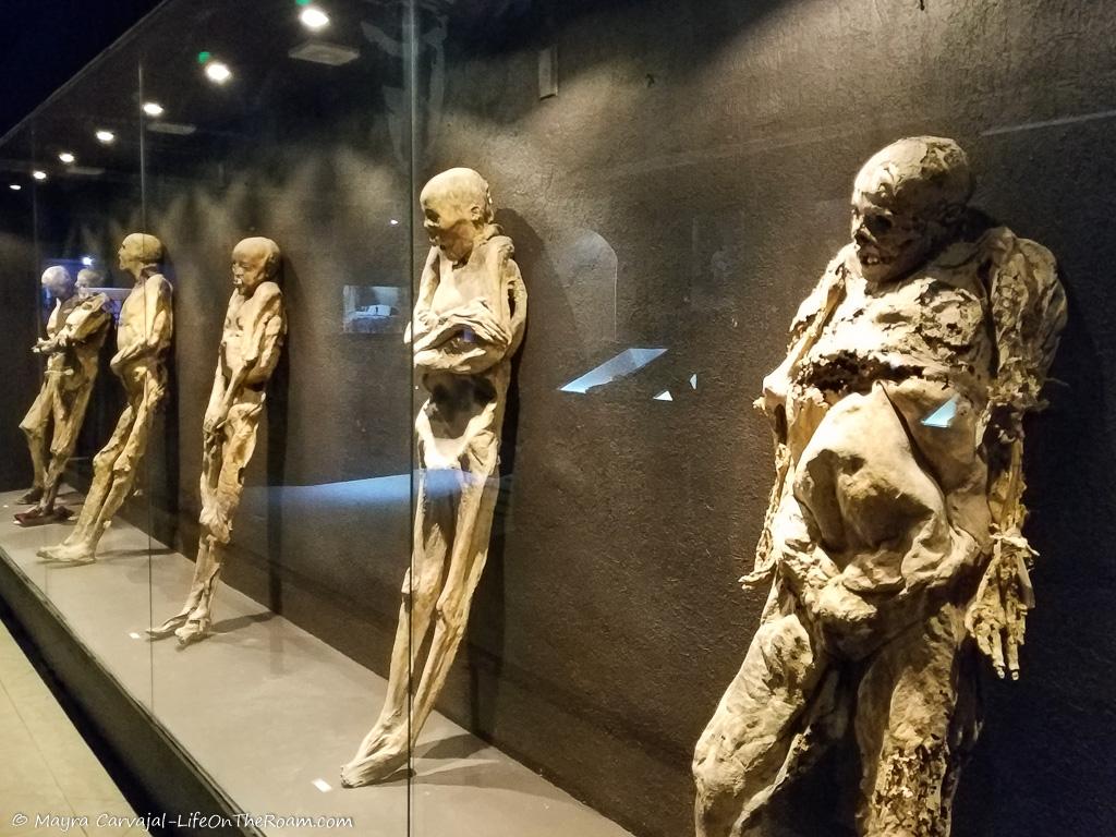 Human mummies inside a glass display