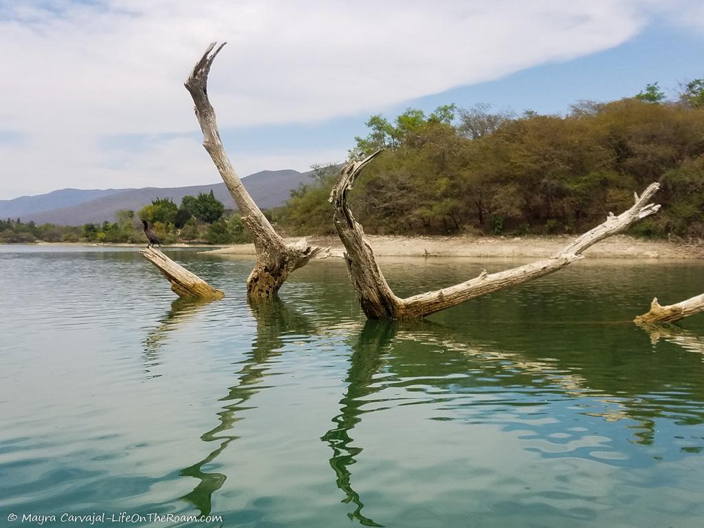 Dead trees sticking out of the water