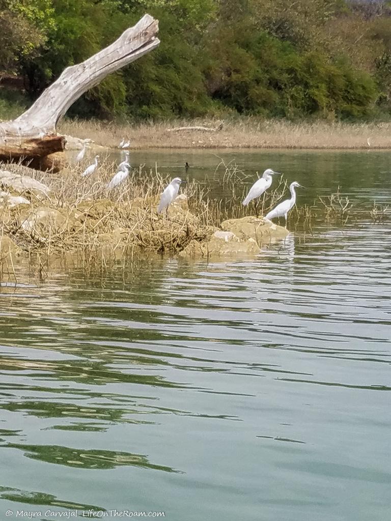 White wading birds in a water reservoir