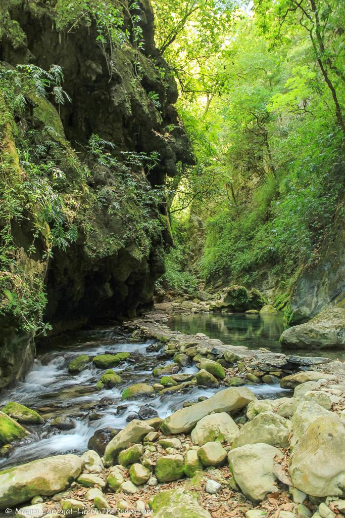 A dense forest with a creek with rocks