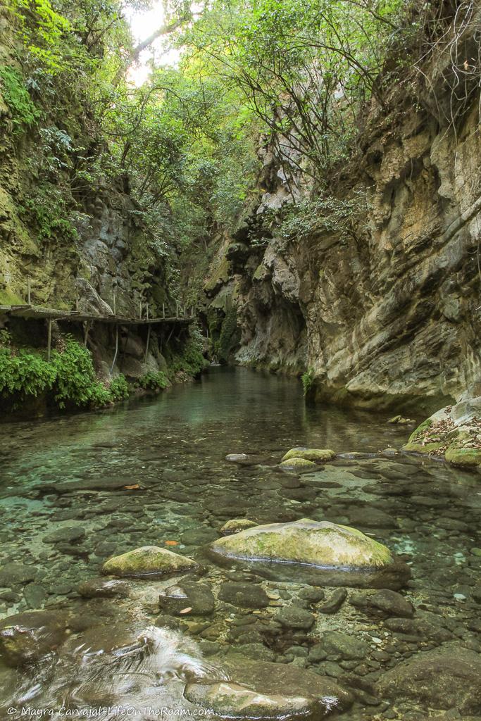 A canyon in a forest with a creek