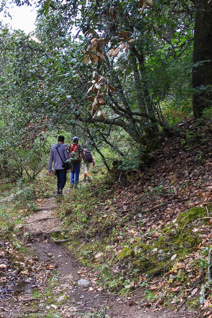 A hiking trail through a forest